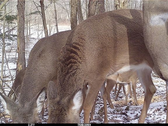 5th image of Maplehurst Ave SE