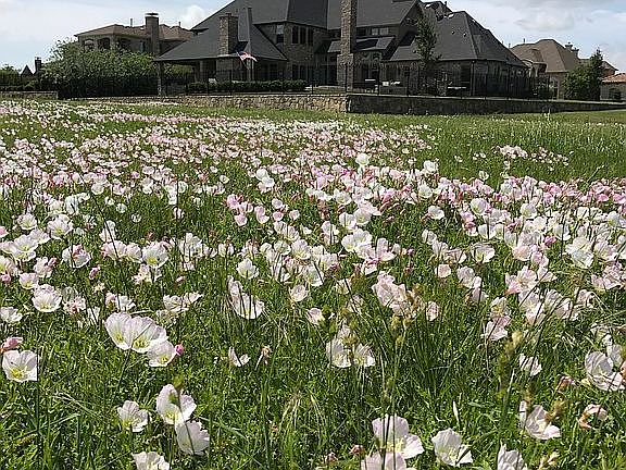 Texas wildflowers out back