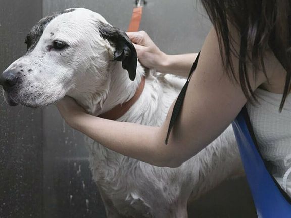 On-site pet spa