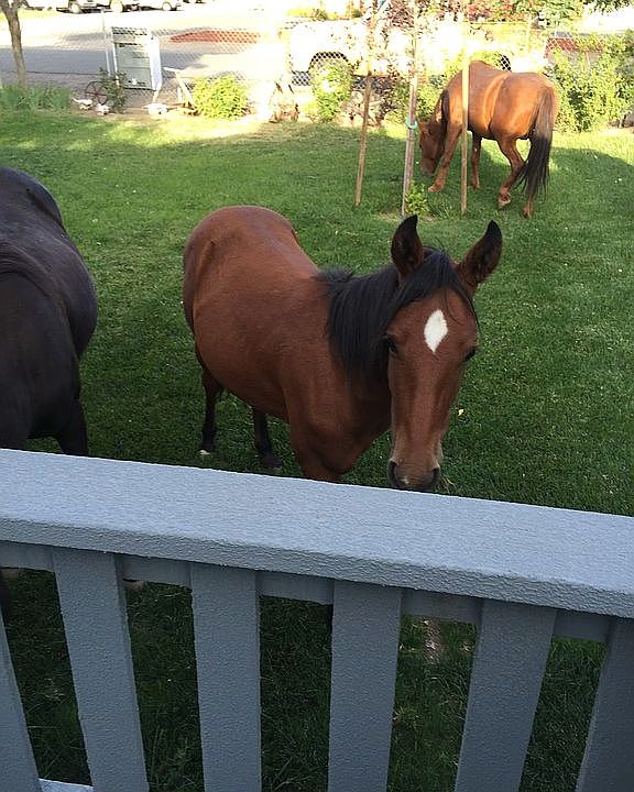 Front yard