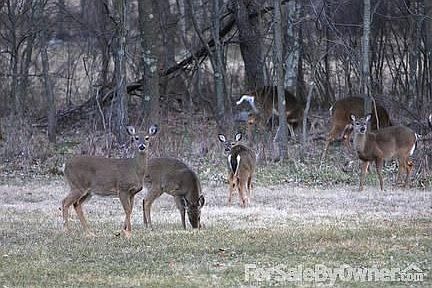 2nd image of 175 Burner Ln