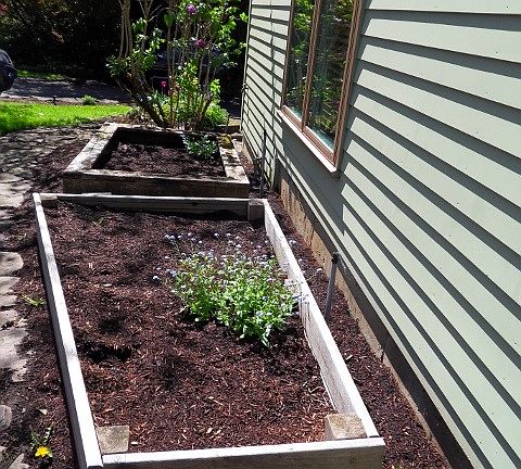 Raised Organic Boxes