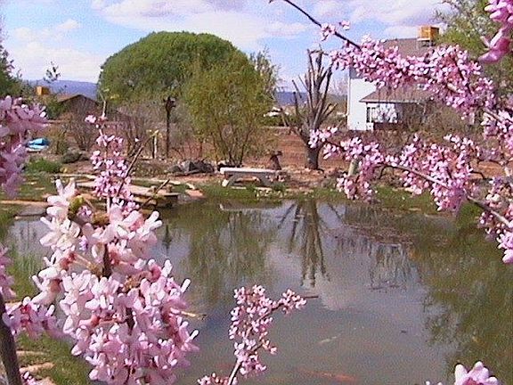 backyard pond in springtime