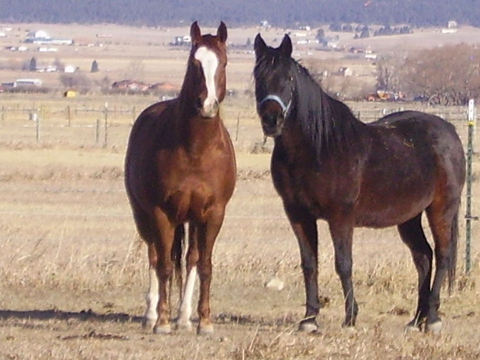 The Horses love it too !