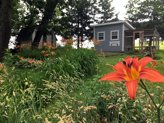 Day lily & chicken coop