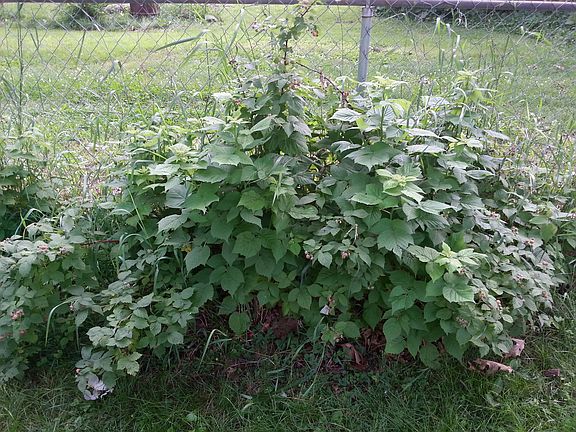 Raspberries in Back of House