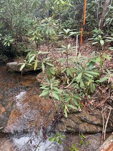 TRACT A Cherrywood Ln, Pisgah Forest, NC, 28768