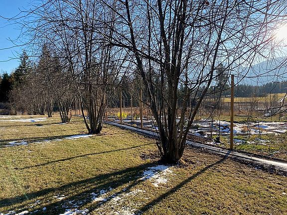 Chokecherry Trees & Garden