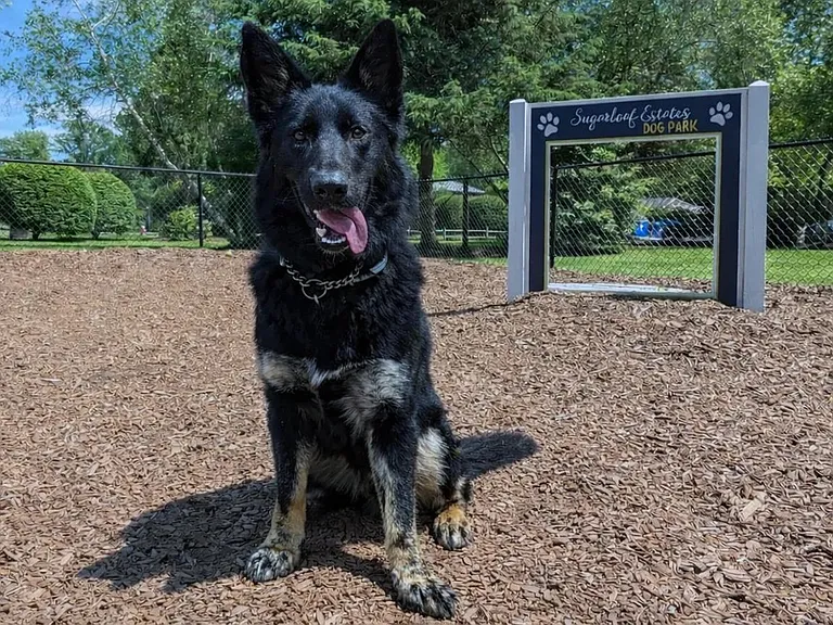 Dog Park
