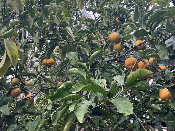 organic lemons in your backyard