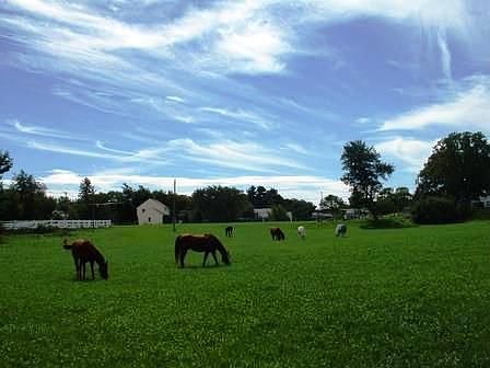 View out the back over the stone wall in the fall