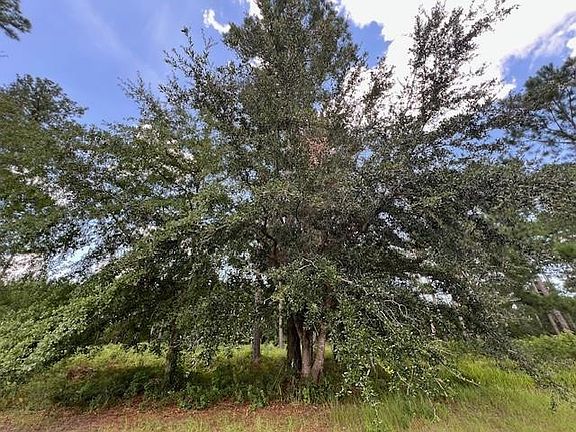4th image of 19 Windmill Palm #43
