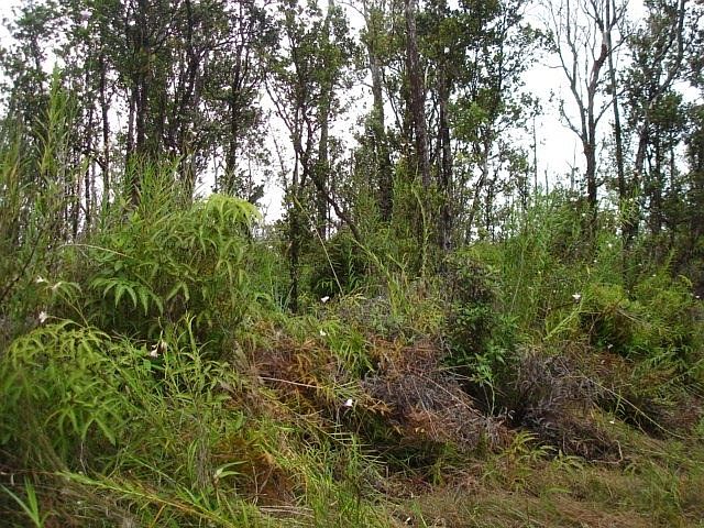 2nd image of LOT 21 Lot 21