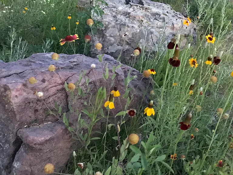 native plants