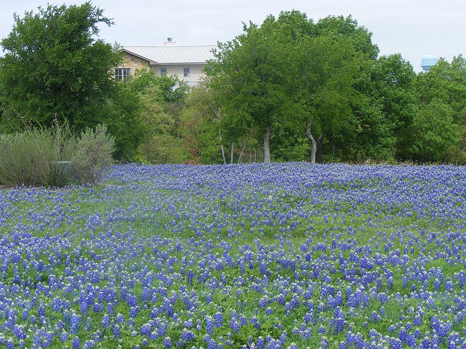 Your own personal blue bonnet field.