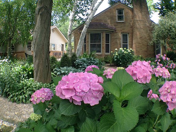 Garden Hydrangea's