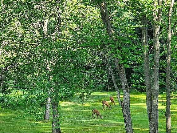 Back yard with wildlife