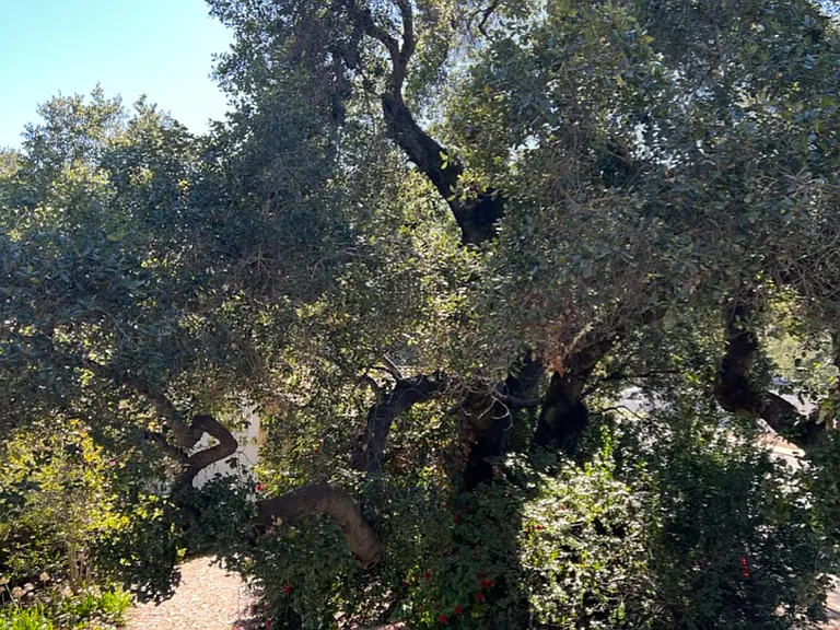Majestic Oak tree from the Skydeck view.