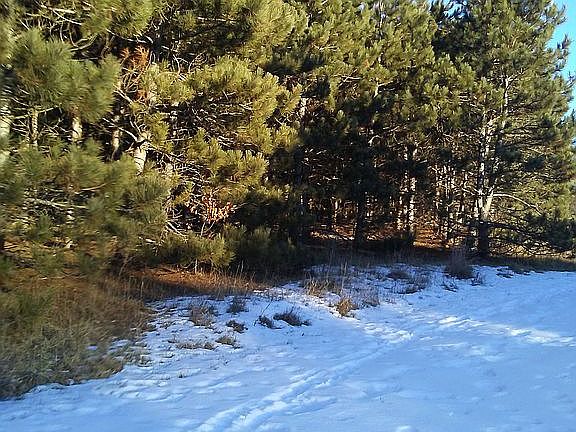 Edge of pines on south side