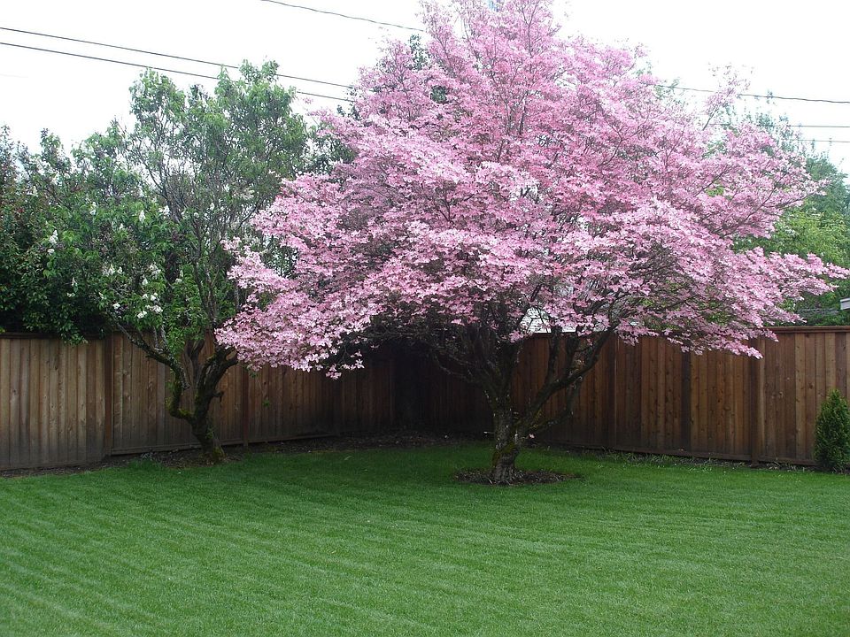 back yard