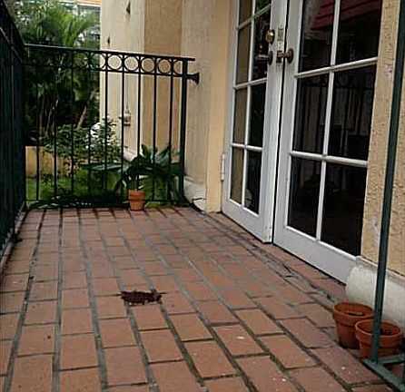 3rd image of 323 Navarre Ave APT 101
