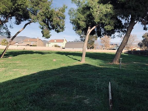 Large Back Yard with Pine Trees
