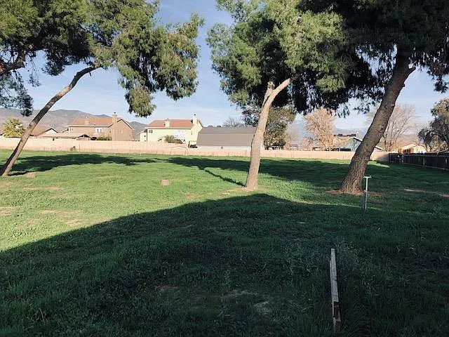 Large Back Yard with Pine Trees