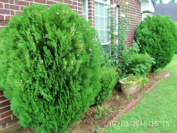 3rd image of 36 Green Oak Cir