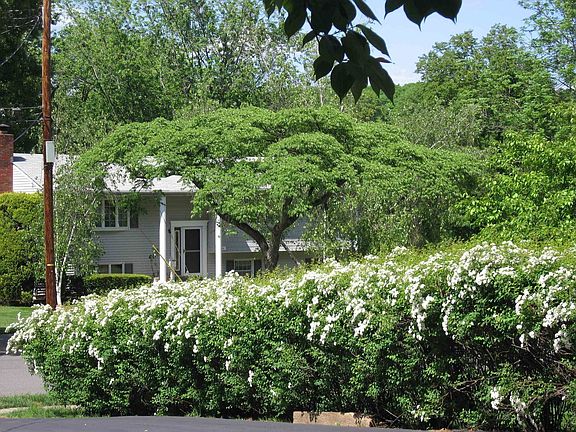 Spieria hedge all along the driveway which is 3 car wide on top