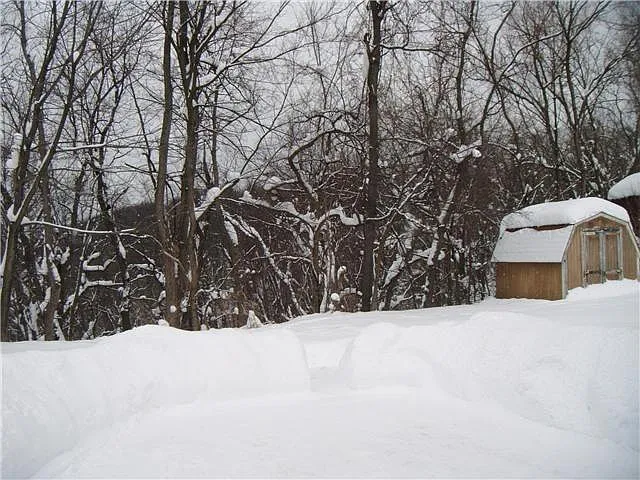 Back yard