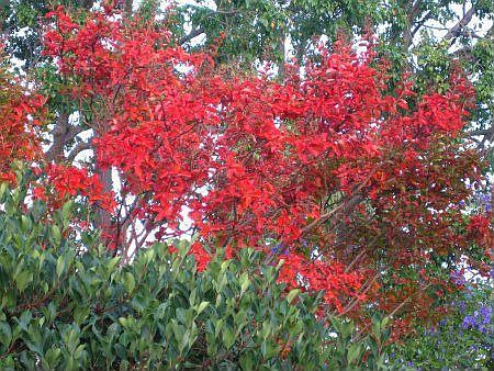 Tree in back yard