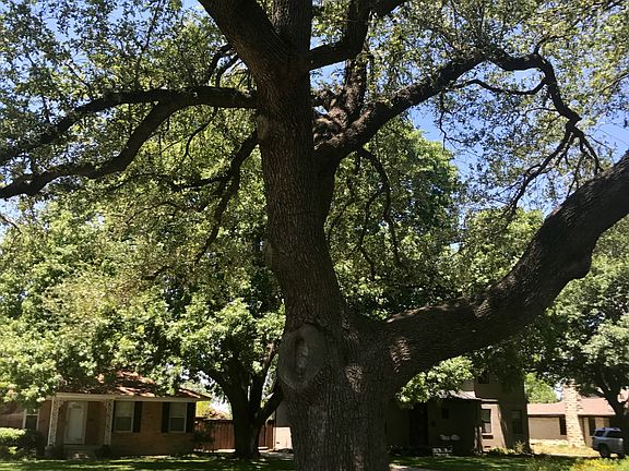 Beautiful live oak 