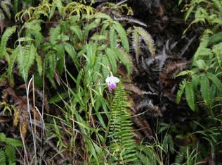 LOT 23 Lot 23, Volcano, HI 96785