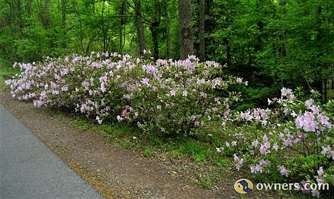 Azaleas line road frontage
