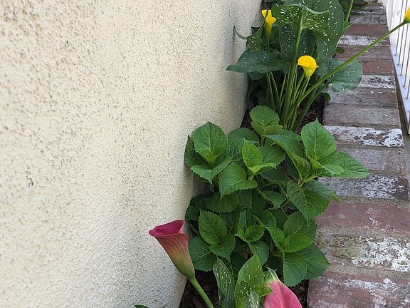 Hydrangeas almost ready to bloom!