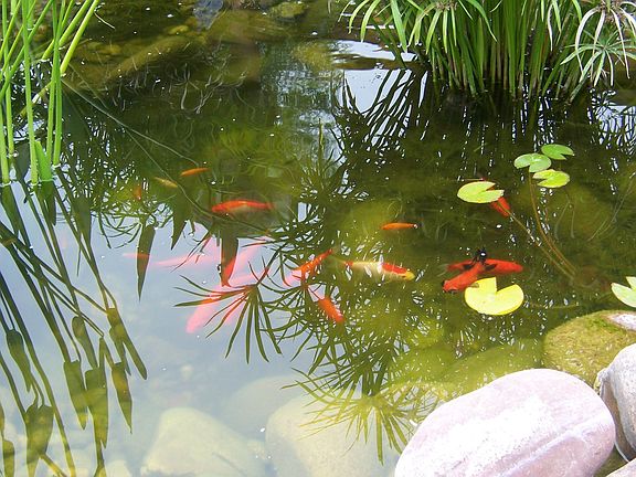 The fishes