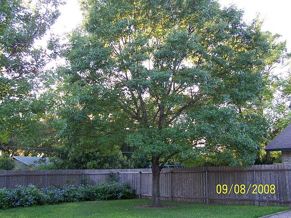 Trees in backyard