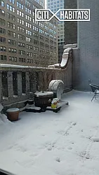 Rented by Citi Habitats