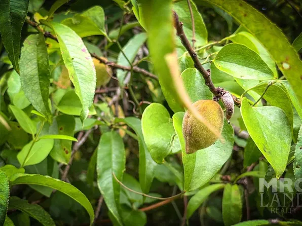 0 County Road 3366, Tenaha, TX 75974