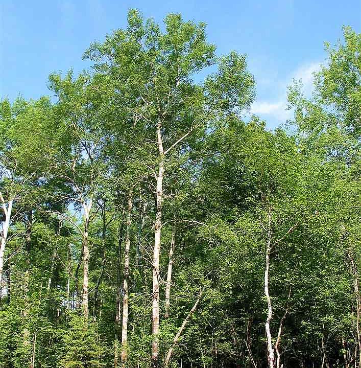 2nd image of XXX Bald Eagle Tr Lot 25, Blk 4