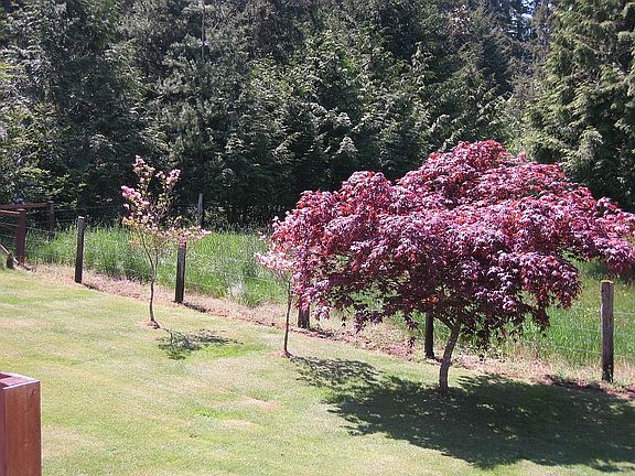 BACK YARD BY PASTURE