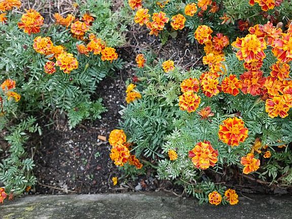 014_flowers