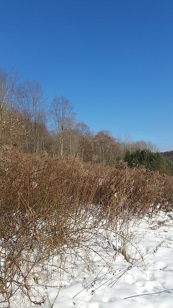 2nd image of 724 Clara Rd