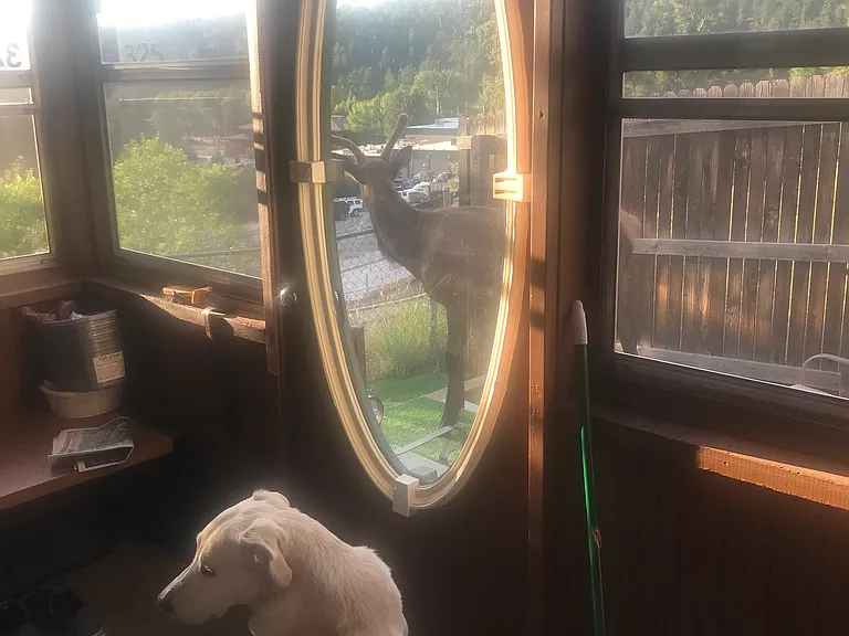 Lots of wildlife