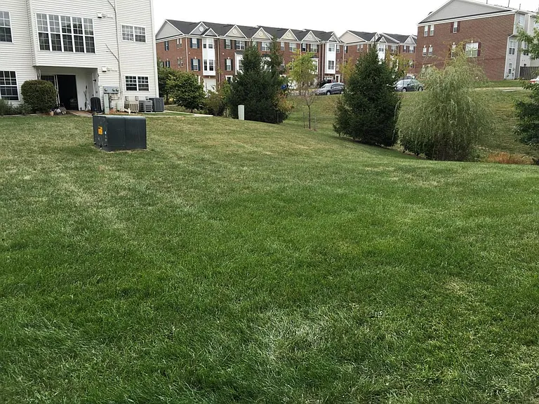 Back yard