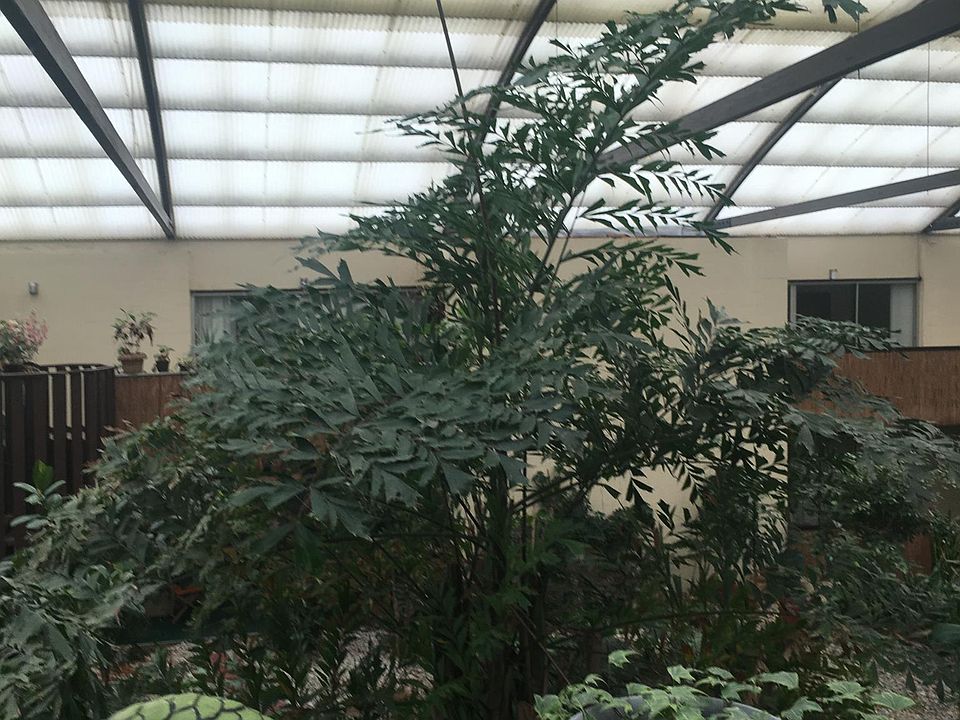 Enjoy a cold day on your patio overlooking a Tropical garden.