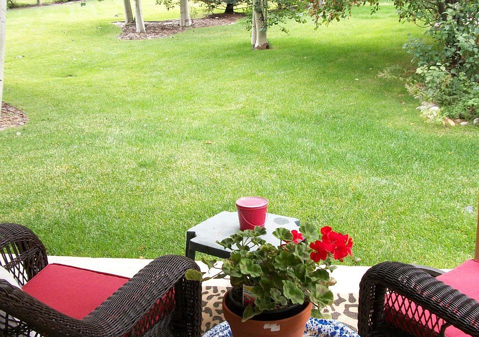 Back yard