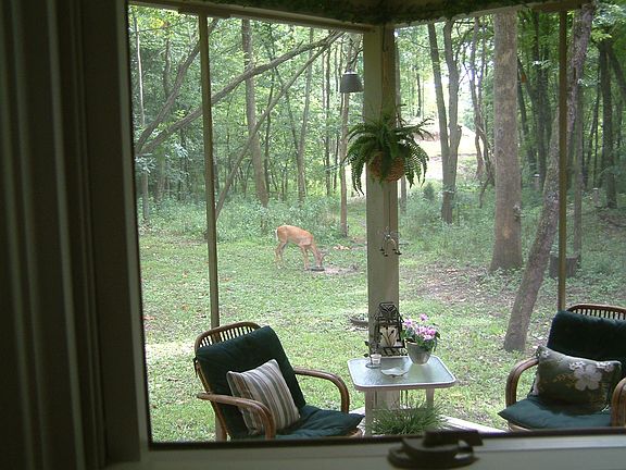 Screened Porch with View