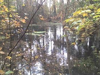 2nd image of 4922 Pineland Dr