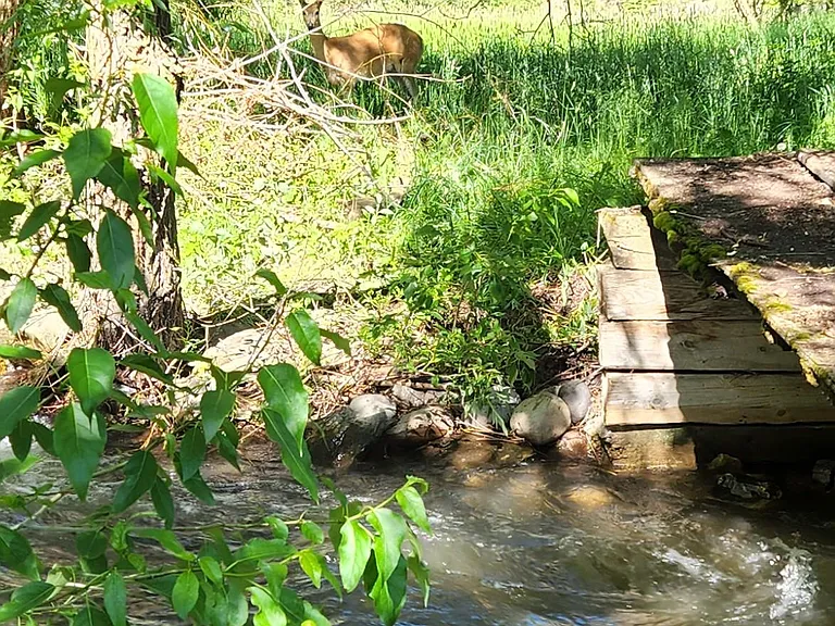 A deer by the Creek